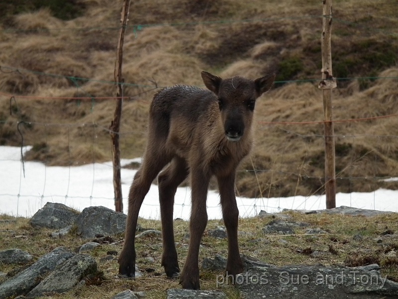 day 8 breakfast at nordkap 0028.jpg - reindeer calf